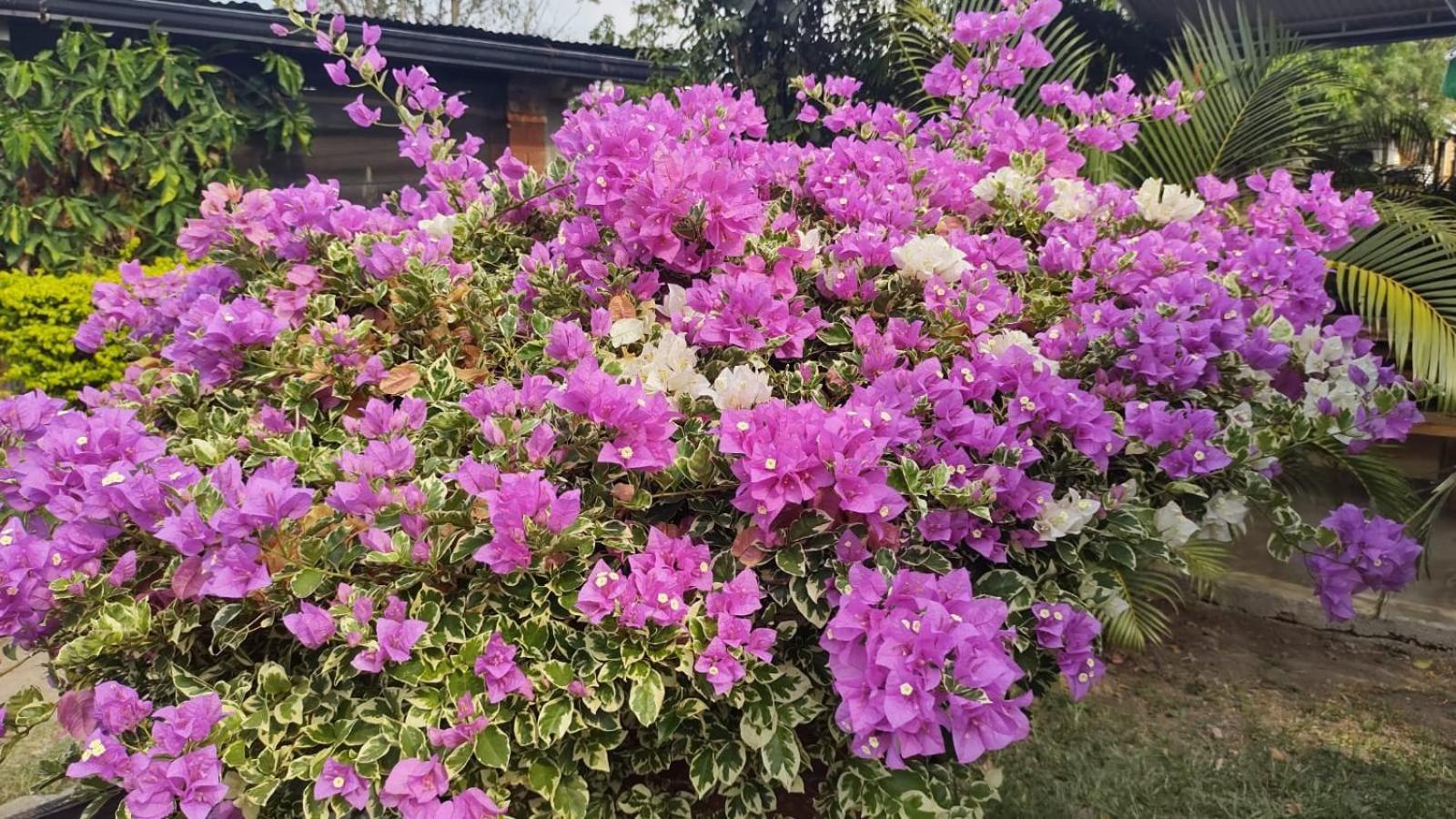 Loma Linda Hotel De Naturaleza La Mesa  Εξωτερικό φωτογραφία